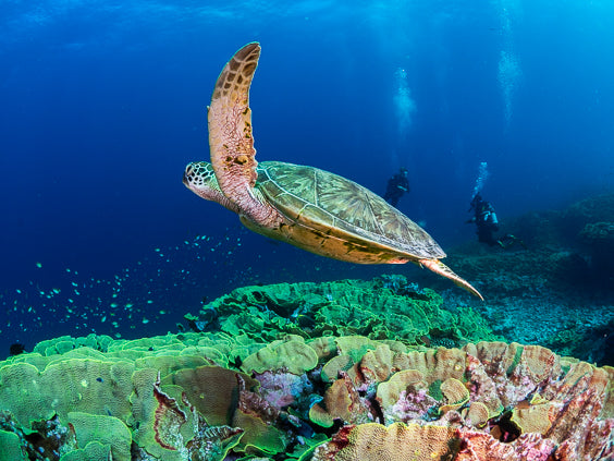 4 Night Island Escape (Monday to Friday)