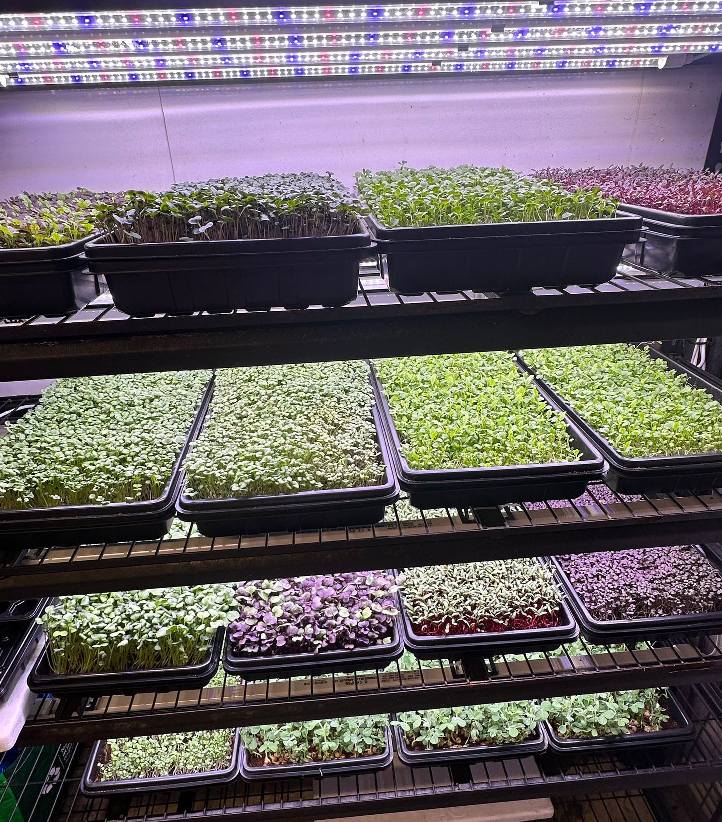 MicroGreens
