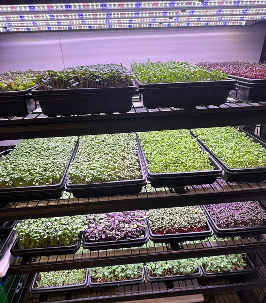 MicroGreens